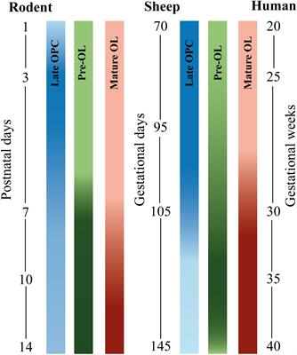 The Potential of Stem Cell Therapy to Repair White Matter Injury in Preterm Infants: Lessons Learned From Experimental Models